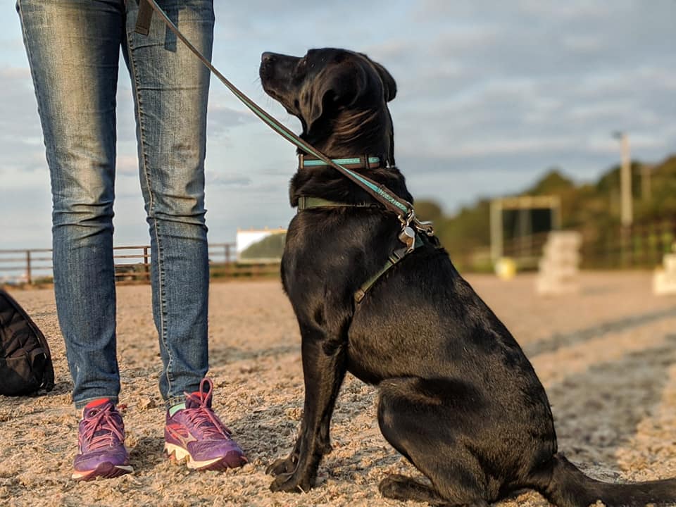 How to Train Your Dog To Focus Around Distractions - HoundPlus