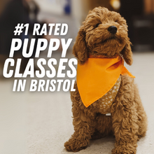 Load image into Gallery viewer, Puppy Classes in Bristol
